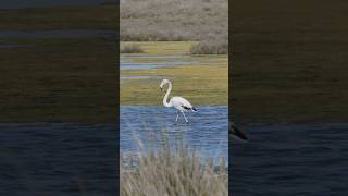 Why Greater Flamingos are Natures Most Fabulous Creatures [upl. by Blinnie417]