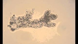 Live Amoeba proteus showing amoeboid movement [upl. by Jennilee]