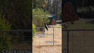 Black cockatoo 😍cockatoo birds birdwatching nature birdlovers shorts cute olib774 [upl. by Iives]