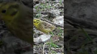 Beautiful Yellowhammer yellowhammer ytshorts shorts [upl. by Anerok593]