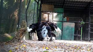 Ostriches mating in front of tourists  Ostrich mating  Ostrich mating dance  Animal mating [upl. by Ylrebmek564]