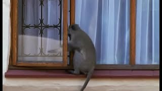 Breaking and Entering  Cheeky Monkey  BBC Earth [upl. by Stevenson]