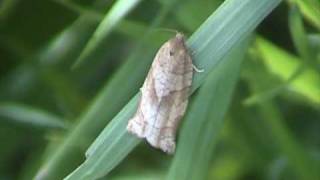 Oliquebanded Leafroller Moth Tortricidae Choristoneura on Grass Blade [upl. by Aikcir]