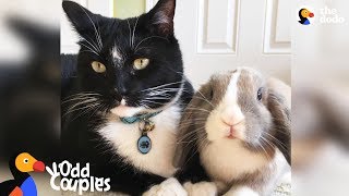 Feisty Cat Plays SO Gently With His Bunny Best Friend  The Dodo Odd Couples [upl. by Tham]