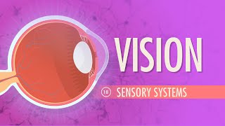 Vision Crash Course Anatomy amp Physiology 18 [upl. by Ateikan]