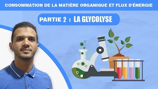 consommation de la matière organique et flux dénergie  partie 2 la glycolyse [upl. by Whall]