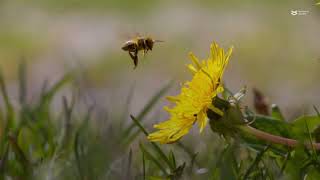 Antibiotic resistance genes are transferred by plasmids in honeybee microbiomes [upl. by Plumbo16]