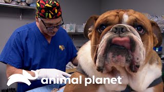 Bulldog es operado de emergencia por tragarse una piedra  Dr Jeff Veterinario  Animal Planet [upl. by Carlick]