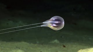 Combing the Deep NOAAs Discovery of a New Ctenophore [upl. by Landmeier245]