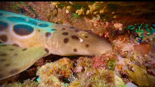 EXTREME CLOSEUP OF A PAPUAN EPAULETTE SHARK WALKING Diving in Papua New Guinea in 4K60fps [upl. by Oicnaneb998]