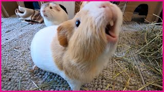 Happy guinea pigs wheeking and squeaking [upl. by Noirb]