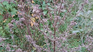 Für Wildbienen Überwinterung Gartenpflege [upl. by Mooney]