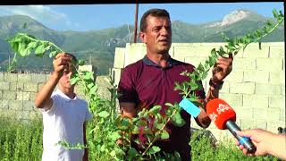 Rritje e kerkesave ne treg fermeret e Dibres drejt bimeve medicinale  ABC News Albania [upl. by Kial]