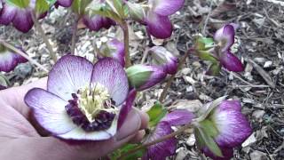 Helleborus Winter Jewels Cherry Blossom [upl. by Gyatt]