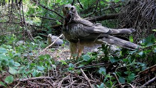 Гнездо полевого луня Circus cyaneus  Hen harriers nest [upl. by Nydia745]