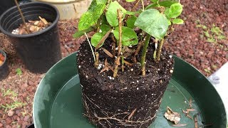 Growing JASMINE cuttings Pikake  Jasminum Sambac Part 3 [upl. by Vareck100]