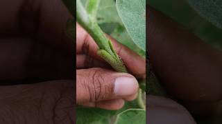 Grafted brinjal  eggplant grafting shorts khansir farming grafting graftedbaigan viral [upl. by Leibarg]