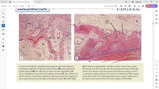 Bone development intramembranous ossification [upl. by Toiboid]