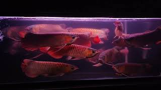 Arowana red community tank [upl. by Ehtyaf945]