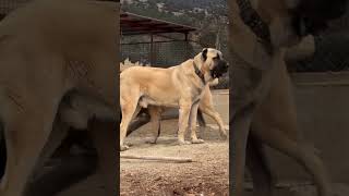 Kangal 🐶 One Of The Biggest Dog Breeds In The World 😱🔥 Kangal shorts dog [upl. by Sualakcin]