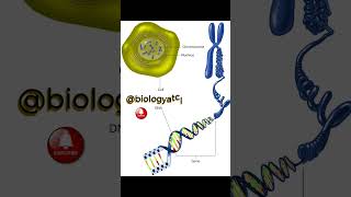 The Key To Understanding Heredity Chromosomes [upl. by Ahsiryt196]