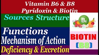 Vitamin B6 amp Vitamin B8 Sources structure functions mechanism of action deficiency amp Excretion [upl. by Leugimesoj740]