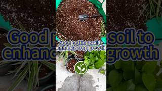 Good potting soil to enhance crop growth shortvideo garden garden youtubeshorts soil viral [upl. by Mazur800]