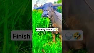 Finish my all rice 🍚🐃🤣😂 comedy funny buffalo shorts [upl. by Nylorak48]