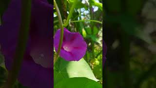 ipomoea purpurea flowers 🌸 nature [upl. by Leina]