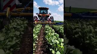 Weed controltractor organic farming [upl. by Strauss]