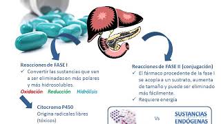 Tema 4 FARMACOCINÉTICA Metabolismo [upl. by Sutherland118]