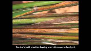 Rice Diseases Cercospora [upl. by Connell]