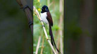 Is the Japanese Paradise Flycatcher REALLY the Most Stunning Bird bird birdwatching birds [upl. by Lucie506]