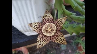 Orbea Variegata  Star flower  Stapelia Variegata [upl. by Haskell]