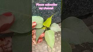 Plant grow in floor littlepipal 🌱🌱🌱🌱gardenning ytshorts [upl. by Nahtiek626]