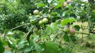 How to quickly increase Crop Production by thinning Apples [upl. by Ahsilram]