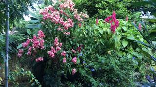 Stunning Flowers  Mussaenda Blue Plumbago and Brazilian Cloak [upl. by Alegnaoj994]