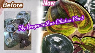 ONE OF A KIND GEO PLANT Your Geogenanthus Ciliatus Plant Variegating Like This [upl. by Ahlgren437]