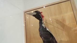 Ivory Billed Woodpecker Taxidermy Specimen Coastal Discovery Museum Hilton Head Island SC [upl. by Radloff]