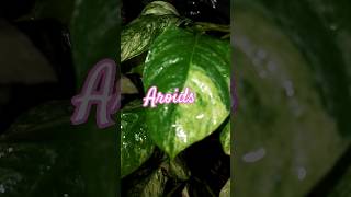 All about aroids aroids aroidindonesia aroidlover [upl. by Nalced]