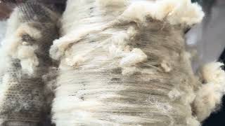 Carding raw merino fleece 🐑 lanolin sheep merino drumcarder carding [upl. by Yesak]