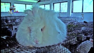 Angora Rabbit Breeding Farm  Processing of Wool Shearing Carding Spinning amp Weaving [upl. by Netsirt102]