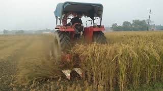 Massey Ferguson 9500 Hardeep reaper dhaan cutting karne wali machine super performance [upl. by Ratna978]