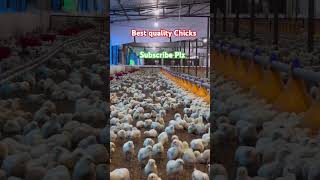 Best quality Chicks मुर्गीपालन shortvideo chicken chickenfarming poultry 🥰👍 [upl. by Anaujnas]