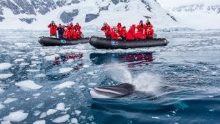 Close Encounter with Minke Whale in Antarctica [upl. by Jenks]