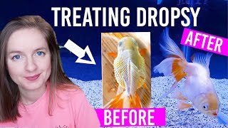 How To Treat Dropsy In Goldfish  Full 2 Week Treatment [upl. by Aillicec]