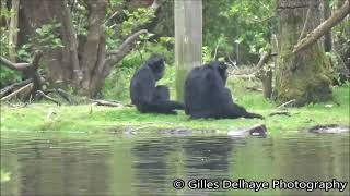 Siamangs Singings Sound  Fota Wildlife Park [upl. by Aseena]