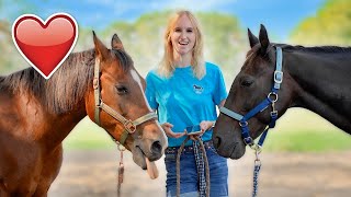 Wil ik een TWEEDE PAARD KOPEN 🐴  Hoe vaak GEVALLEN van MIJN PAARD 🤕 [upl. by Eet581]