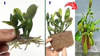 UNIQUE TECHNIQUE with method of stimulating jackfruit tree growth using superdeveloped aloe vera [upl. by Eibba561]