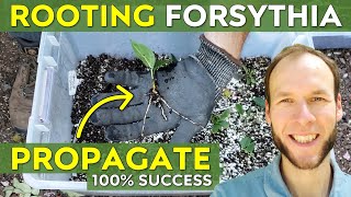 How to Root Forsythia Cuttings w 100 Success  Forsythia Propagation [upl. by Saylor]